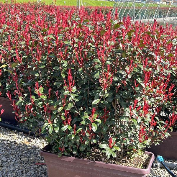 Photinia fr. 'Carre Rouge' (Fotinija)