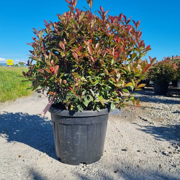 Photinia fr. 'Carre Rouge' (Fotinija BUČKA)