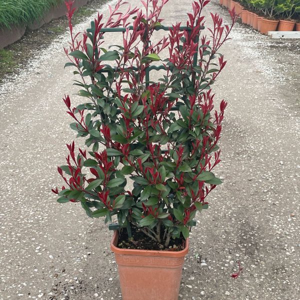 Photinia fr.´Carre Rouge' (Fotinija Špalir)