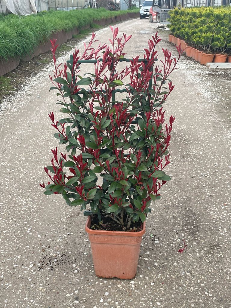 Photinia fr.´Carre Rouge' (Fotinija Špalir)