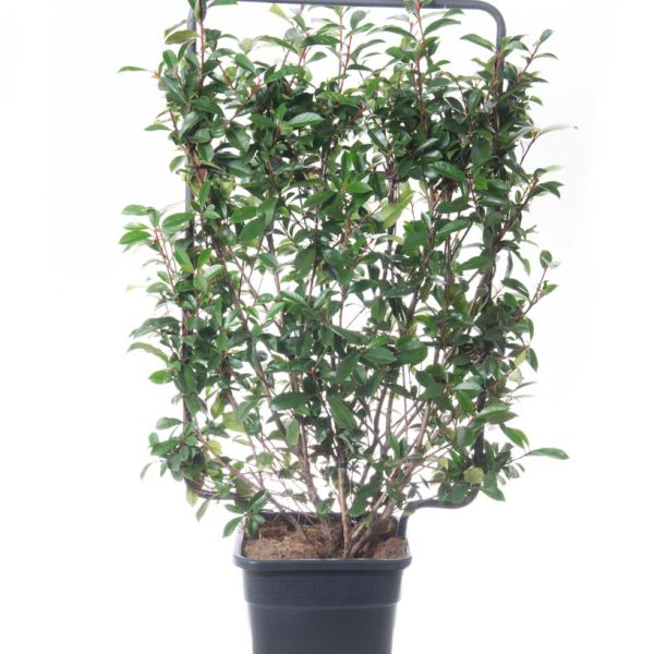 Photinia fr.´Carre Rouge' (Fotinija Špalir)