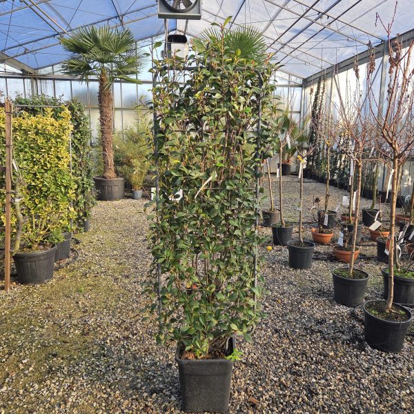 Photinia fr.´Carre Rouge' (Fotinija Špalir)