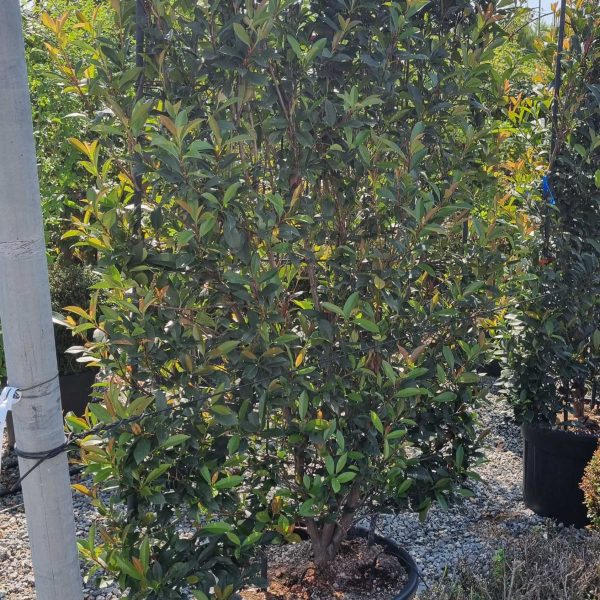 Photinia fr.´Carre Rouge' (Fotinija Špalir)