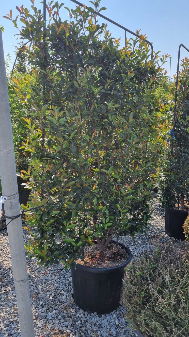 Photinia fr.´Carre Rouge' (Fotinija Špalir)