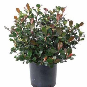 Photinia fraseri 'Nana' (Fotinija )