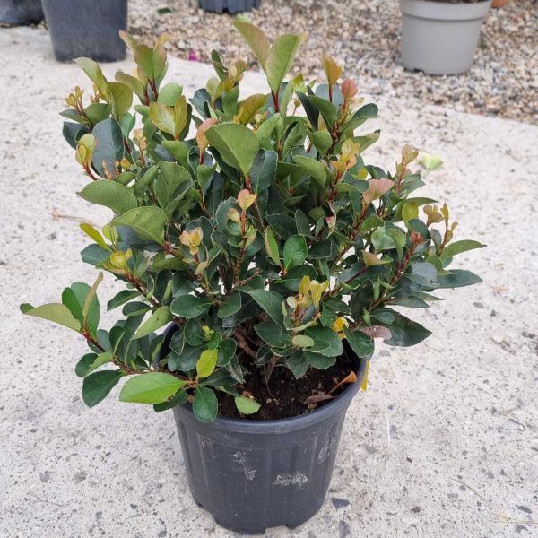 Photinia fraseri 'Nana' (Fotinija )