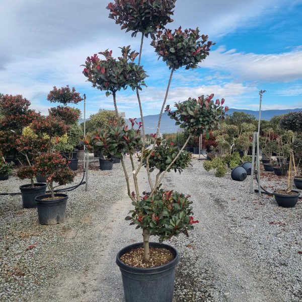 Photinia fraseri 'Nana' (Fotinija gojena na steblu POMPON )
