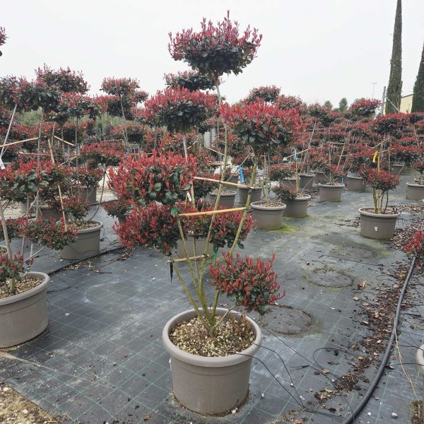 Photinia fraseri 'Nana' (Fotinija gojena na steblu POMPON )