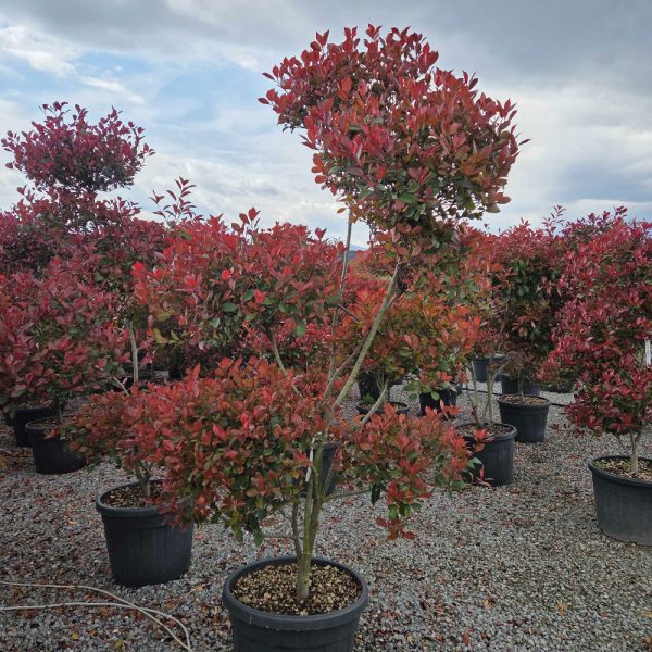 Photinia fraseri 'Nana' (Fotinija gojena na steblu POMPON )