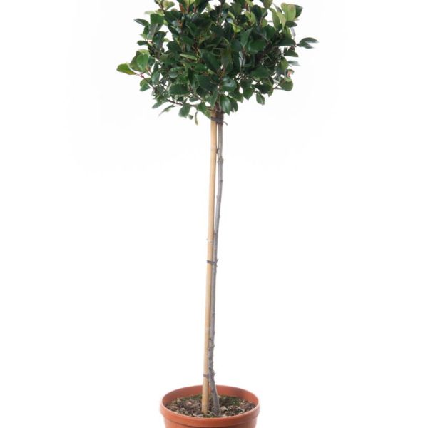 Photinia fraseri 'Nana' (Fotinija gojena na steblu )