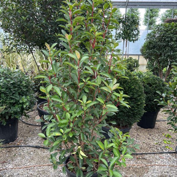 Photinia fraseri 'Red Light' (Fotinija)