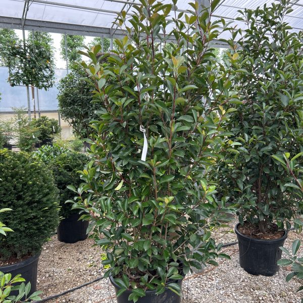 Photinia fraseri 'Red Light' (Fotinija)