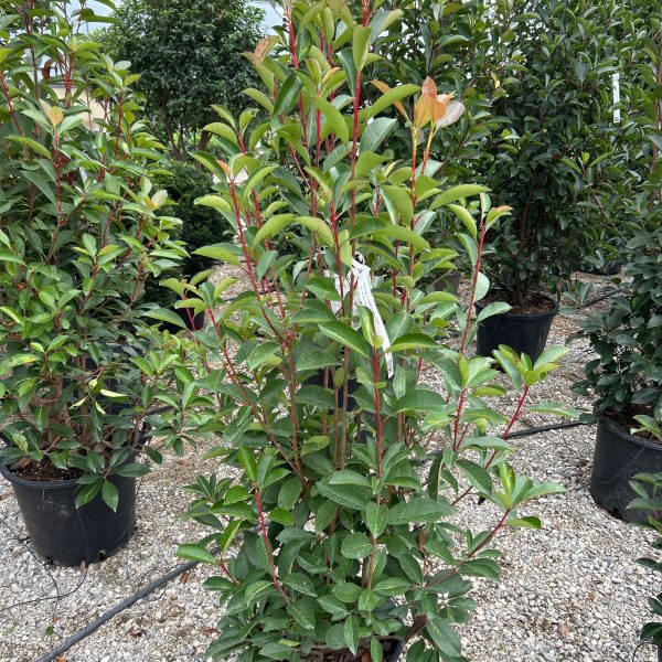 Photinia fraseri 'Red Light' (Fotinija)