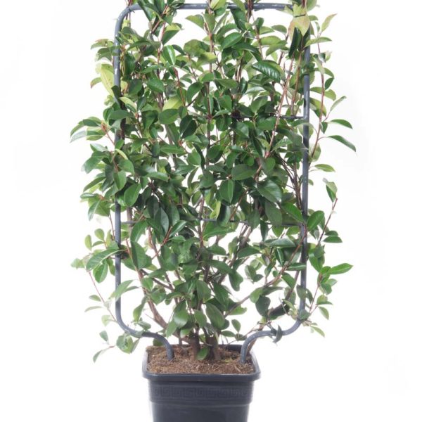 Photinia fr. 'Red Robin' (Fotinija BARIERA)