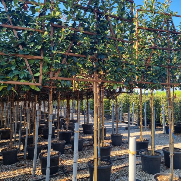 Photinia fr. 'Red Robin' (Fotinija BARIERA)