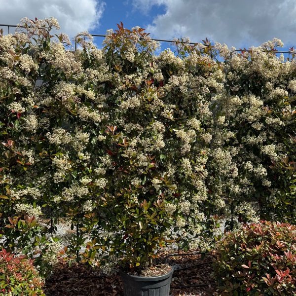 Photinia fr. 'Red Robin' (Fotinija BARIERA)