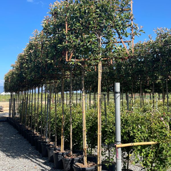 Photinia fr. 'Red Robin' (Fotinija BARIERA)