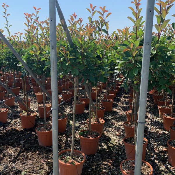 Photinia fr. 'Red Robin' NA STEBLU (Fotinija)