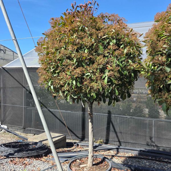 Photinia fr. 'Red Robin' NA STEBLU (Fotinija)