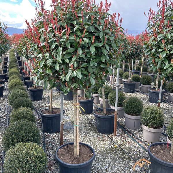 Photinia fr. 'Red Robin' NA STEBLU (Fotinija)