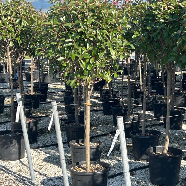 Photinia fr. 'Red Robin' NA STEBLU (Fotinija)
