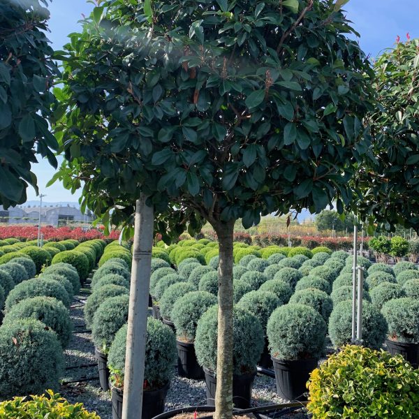 Photinia fr. 'Red Robin' NA STEBLU (Fotinija)