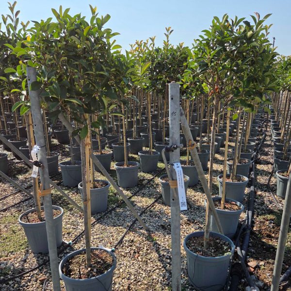 Photinia fr. 'Red Robin' NA STEBLU (Fotinija)