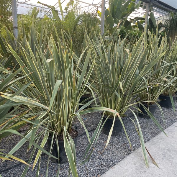 Phormium tenax 'Variegatum' (Lan)