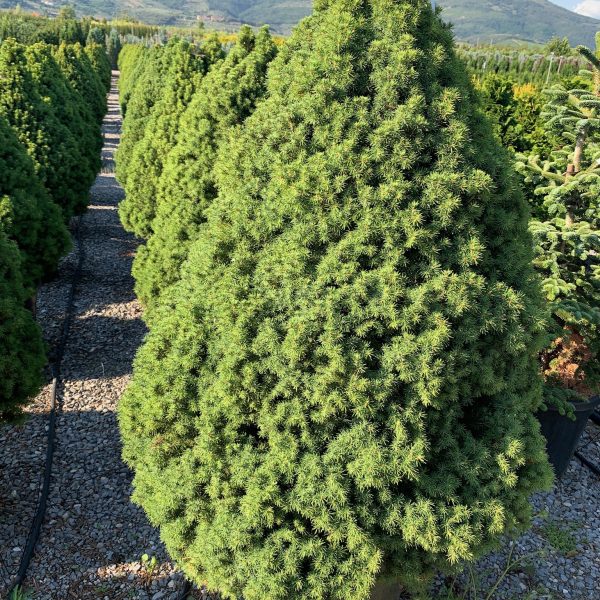 Picea glauca 'Conica' (Stožčasta smreka)