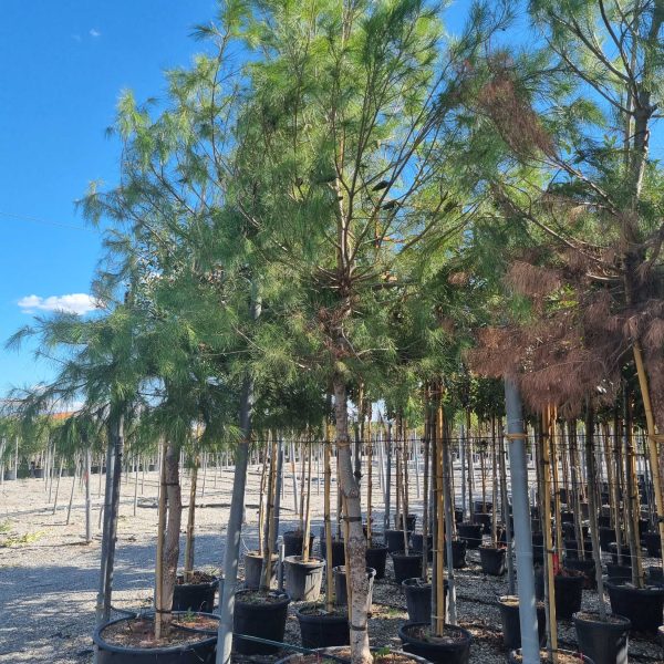 Pinus halepensis (Alepski bor)