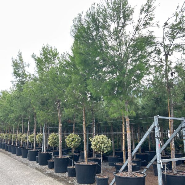 Pinus halepensis (Alepski bor)