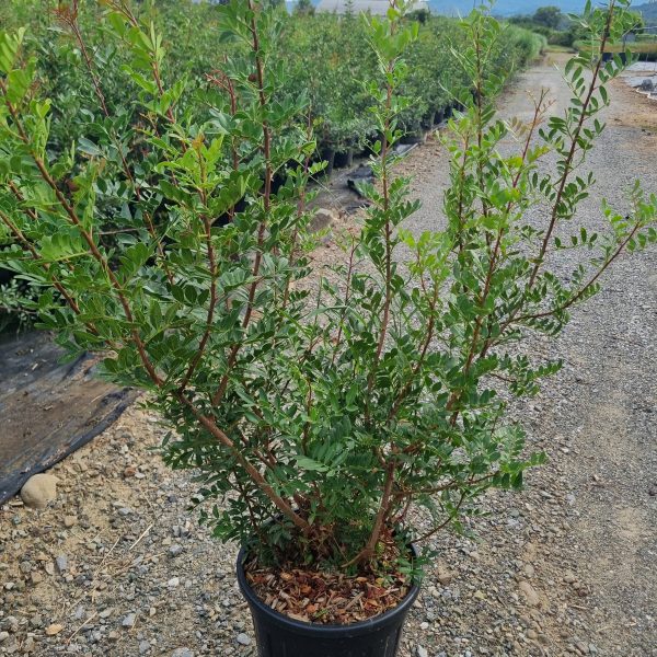 Pinus leucodermis=Pinus heldreichii (Munika)