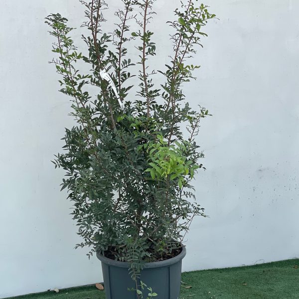 Pinus leucodermis=Pinus heldreichii (Munika)