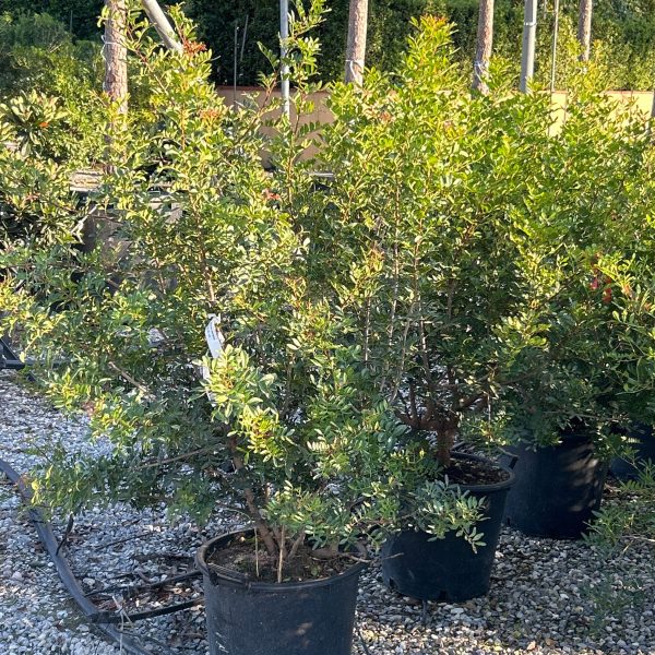 Pinus leucodermis=Pinus heldreichii (Munika)