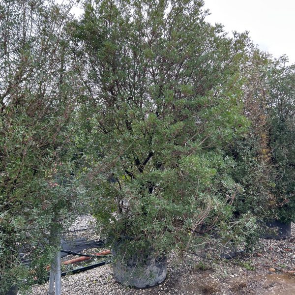 Pinus leucodermis=Pinus heldreichii (Munika)