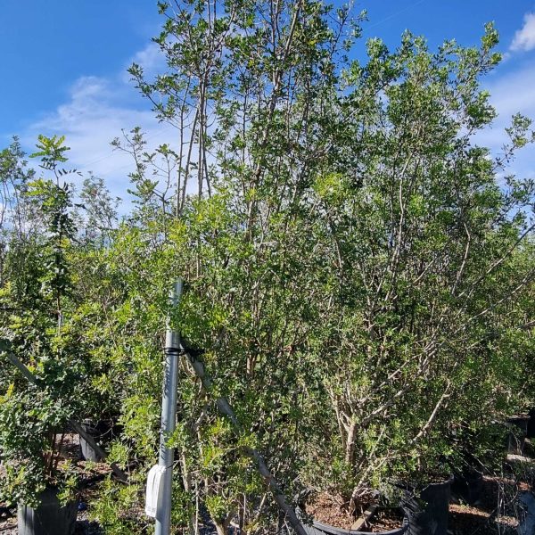 Pinus leucodermis=Pinus heldreichii (Munika)