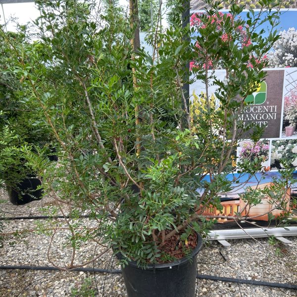 Pinus leucodermis=Pinus heldreichii (Munika)