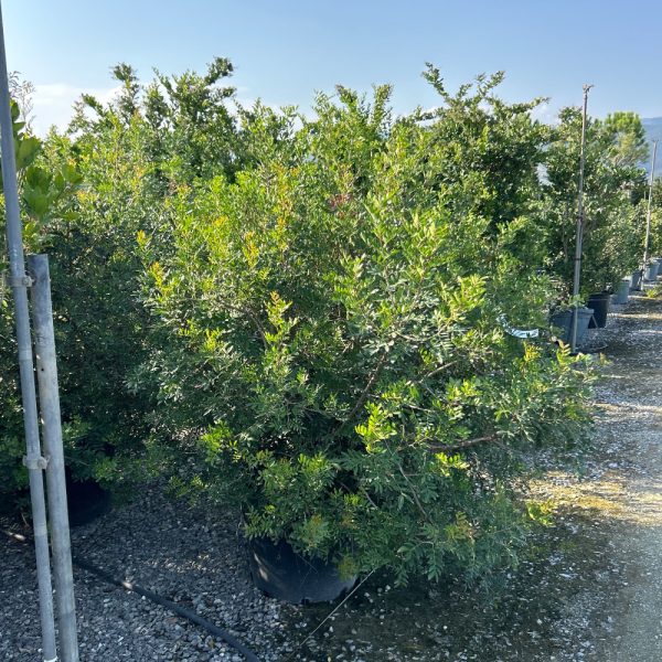 Pinus leucodermis=Pinus heldreichii (Munika)