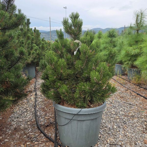 Pinus leucodermis 'Compact Gem' (Munika)