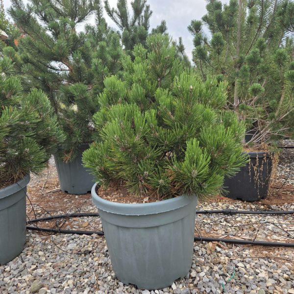 Pinus leucodermis 'Compact Gem' (Munika)