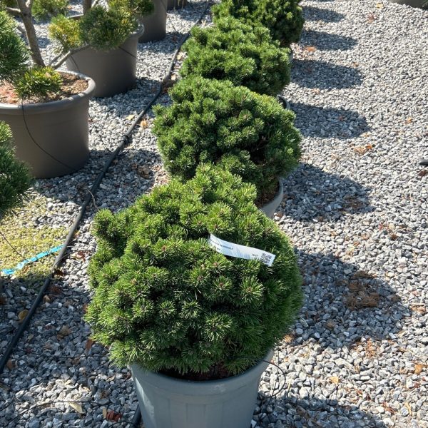 Pinus mugo 'Hesse' (Rušje)