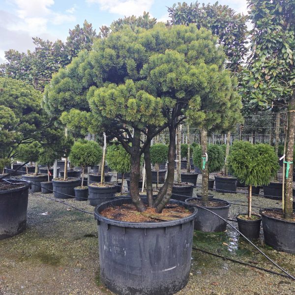Pinus mugo 'Mughus' (Mugo bor – Večdebelno)
