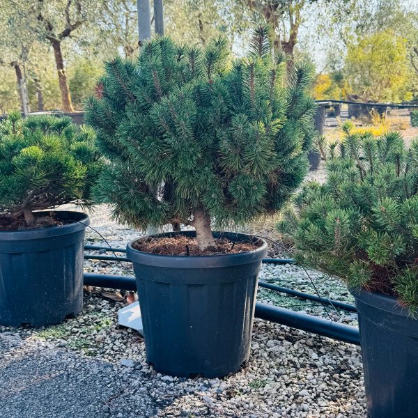 Pinus mugo var. pumilio (Rušje)