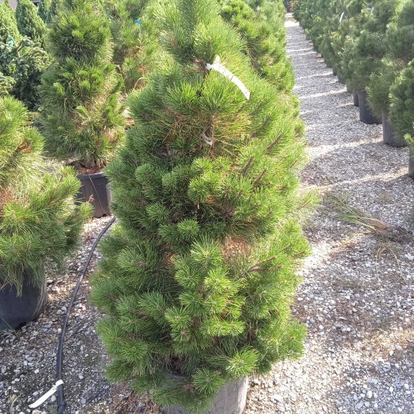 Pinus nigra var. austriaca (Črni bor)
