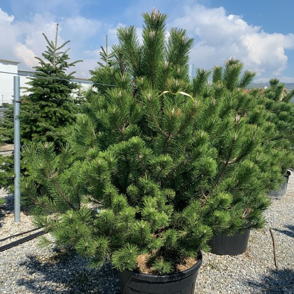 Pinus nigra var. austriaca (Črni bor)