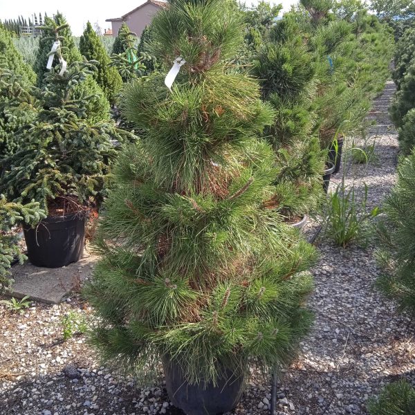 Pinus nigra var. austriaca (Črni bor)