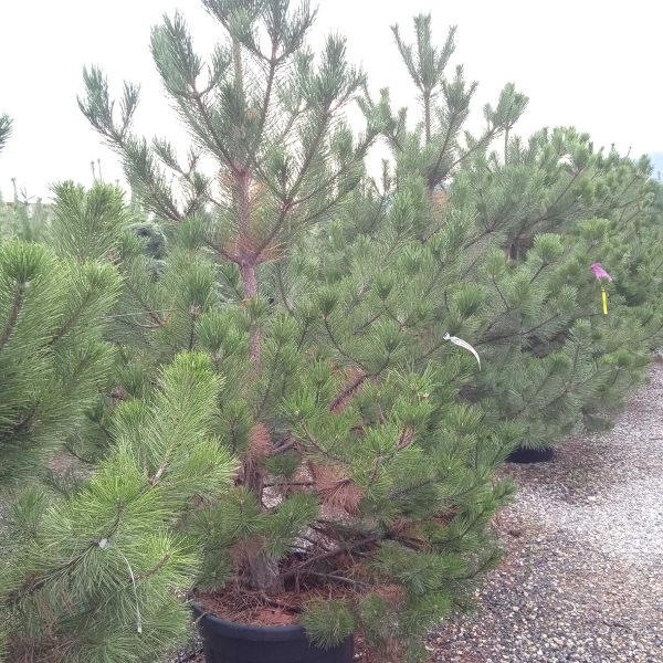 Pinus nigra var. austriaca (Črni bor)