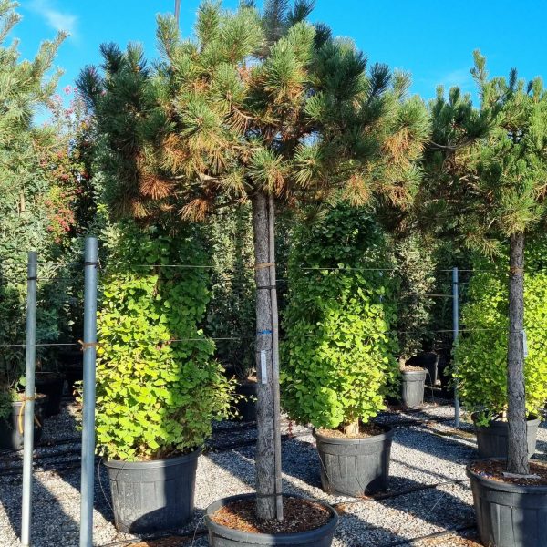 Pinus nigra var. austriaca (Črni bor)