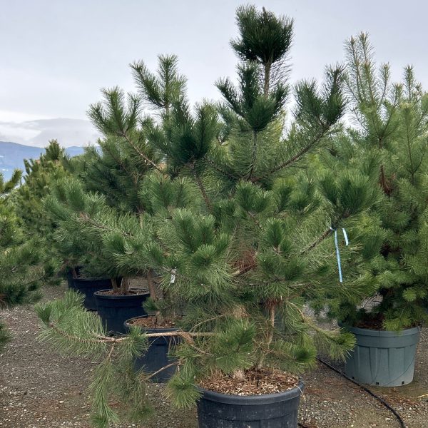 Pinus nigra var. austriaca (Črni bor)