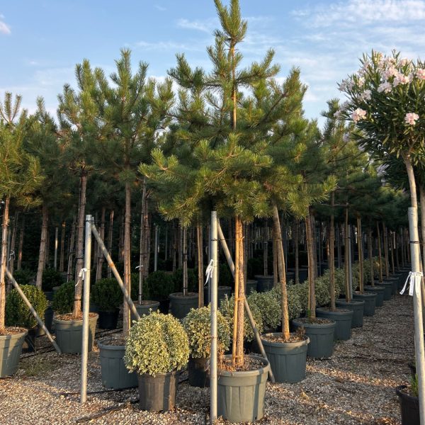 Pinus nigra var. austriaca (Črni bor)